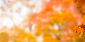 The Magic of Fall